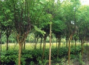 江西宜春：羅漢松熱銷 造林苗價格上漲