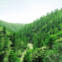 湖南綠色林業繪出生態產業“惠民圖”