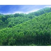 湖南岳陽：發展林業經濟 助力精準扶貧